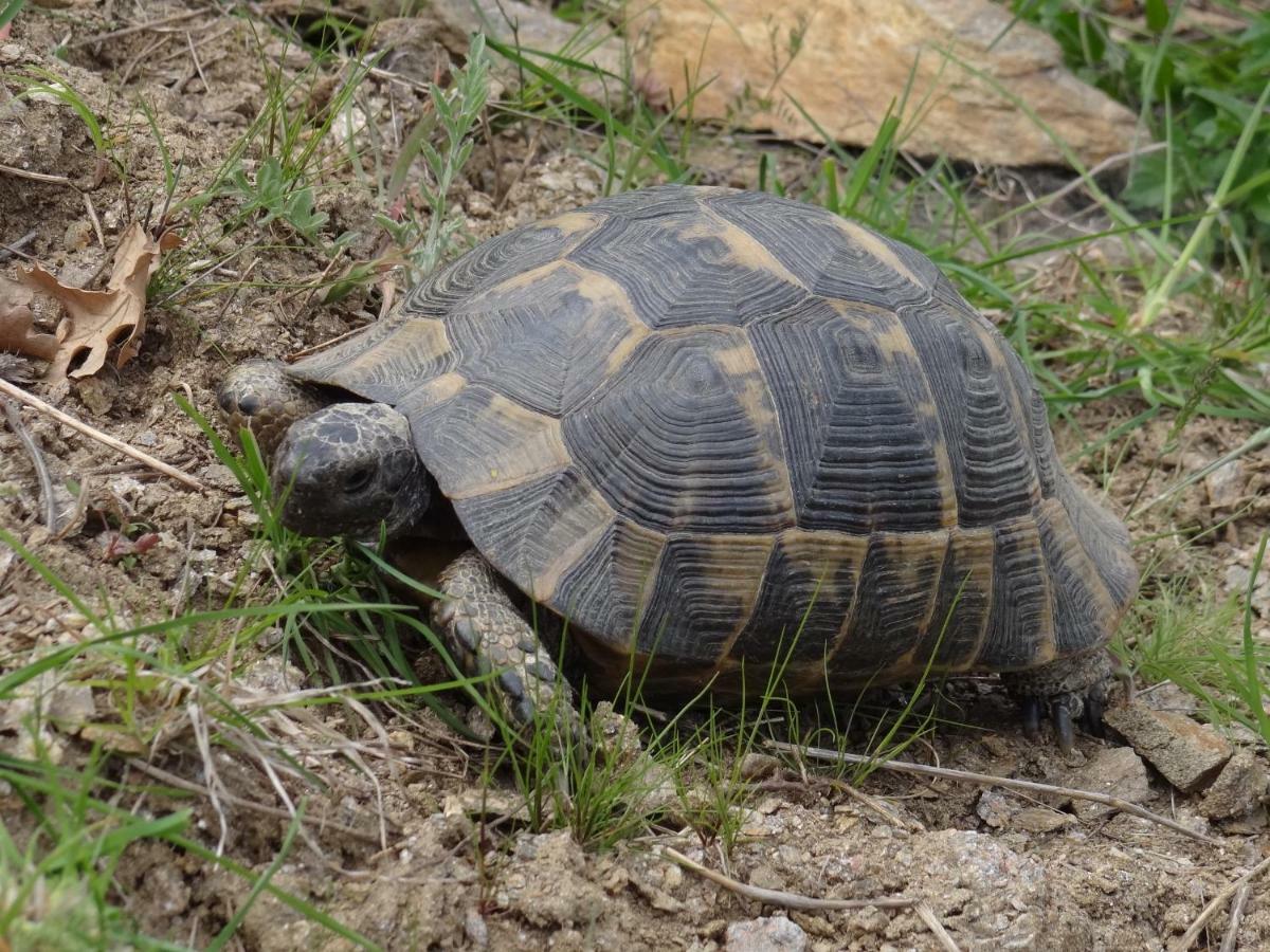 Guestrooms Struma Dolinata Strumyani Экстерьер фото